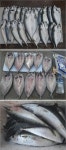 포항 영일 신항만 고등어 조과가 이어지고 있습니다.