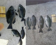 벵에돔 조황입니다