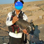 영암방조제 대물감성돔조황