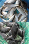 경주 양남권 소식입니다..
