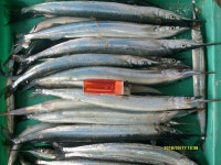 양포 방파제낚시입니다.( 씨알좋은 학공치 )