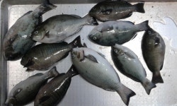 벵에돔 조황입니다