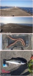포항 영일 신항만 제목 없음 포항 영일 신항만 제목 없음
