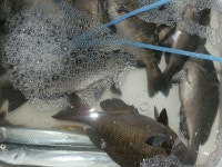 두원 벵에돔 갯바위 출조..