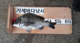 지세포거제바다낚시