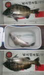 해금강 낚시인의 집 11월 28일 조황입니다.