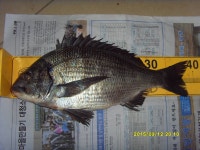 어제 오늘 축산권 감성돔 조황입니다