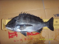 축산권 감성돔 조황입니다