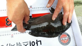 능포나이스낚시 양지암 갯바위 주말조황입니다.