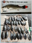 지세포.갯바위 벵에돔 마릿수-선창낚시♡감사이벤트