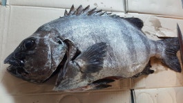 추자피싱랜드 9월 10일 조황입니다. [돌돔 참돔]