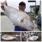 추자피싱랜드 9월 11일 조황입니다. [돌돔 참돔]