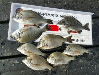 백마호! ! ! 갯바위조항입니다! ! !