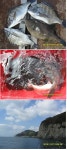 강한바람과 너울성파도의 금오열도 감성돔조황