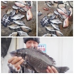 추자피싱랜드 11월 11일 조황입니다.