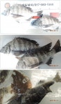 거제 대도낚시 갯바위조황