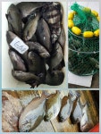 지세포.벵에돔 조황(28일)-선창낚시