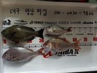 좌사리도 어제 조황입니다