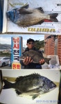11/12 거제낚시천국 조황!