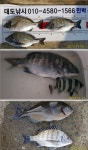 대도낚시 갯바위 조황입니다