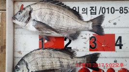 해금강낚시인의집 12월13일 조황 입니다. (1차이벤트 진행중 )