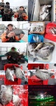 청산도 감성돔 호조황