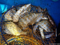 21일(화요일) 오늘도 감상돔 대박조황~!! 21일(화요일) 오늘도 감상돔 대박조황~!!