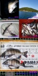 [북신만,수시출]계속해서 좋은 조황이어갑니다.....