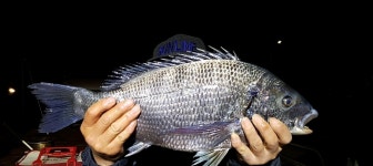 (해림2)두미 갈도 주말 출조 안내 입니다~