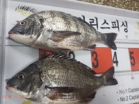폴라리스피싱)내일부터 한산도,용초도,비진도로 갑니다