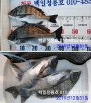 백일청용호 감성돔조황