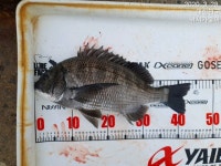 만수로 조황 올려 드립니다!