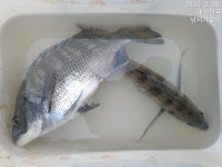 만수로 조황 올려 드립니다!