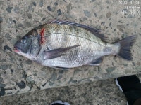 만수로 조황 올려 드립니다!