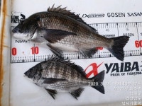 만수로 조황 올려 드립니다!