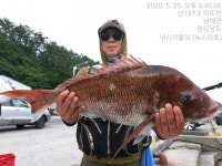 대구리 참돔과 벵에 조황 입니다!