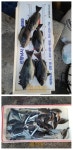 거제.지세포]내만권 갯바위 벵에돔,학꽁치조황-선창낚시