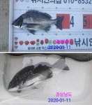 1월11일 낚시인의집 조과입니다.
