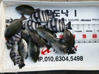 거제 도보 갯바위 조황입니다.