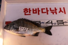 가덕한바다낚시조황