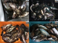 어제 국도에 이어 오늘은 매물도로 밤뽈갑니다.