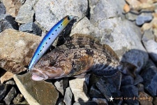 추도- 대항마을