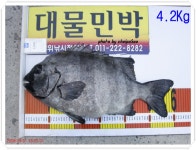 08시즌..추자도1호6짜돌돔^^