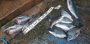 수)저녁출발 추자도 1박2일 민박야영 인터넷바다낚시 - 대한민국 바다낚시 포탈사이트