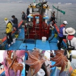 대물 돌문어 삼천포 용성호 굿물때 출조안내 인터넷바다낚시 - 대한민국 바다낚시 포탈사이트