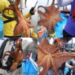 대물 돌문어 삼천포 용성호 굿물때 출조안내 인터넷바다낚시 - 대한민국 바다낚시 포탈사이트