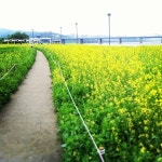 반포한강공원 서래섬 (Banpo Hangang Park - Seorae Island) - 서울특별시에서 공원일에서의 사진