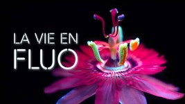 La vie en fluo - Apple TV
