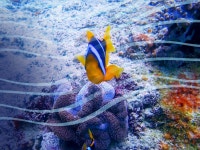 Scuba Sams World - Apple TV (NZ)