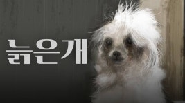 늙은개 - Apple TV